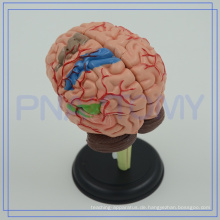 PNT-0613 4D Gehirn Anatomisches Modell
